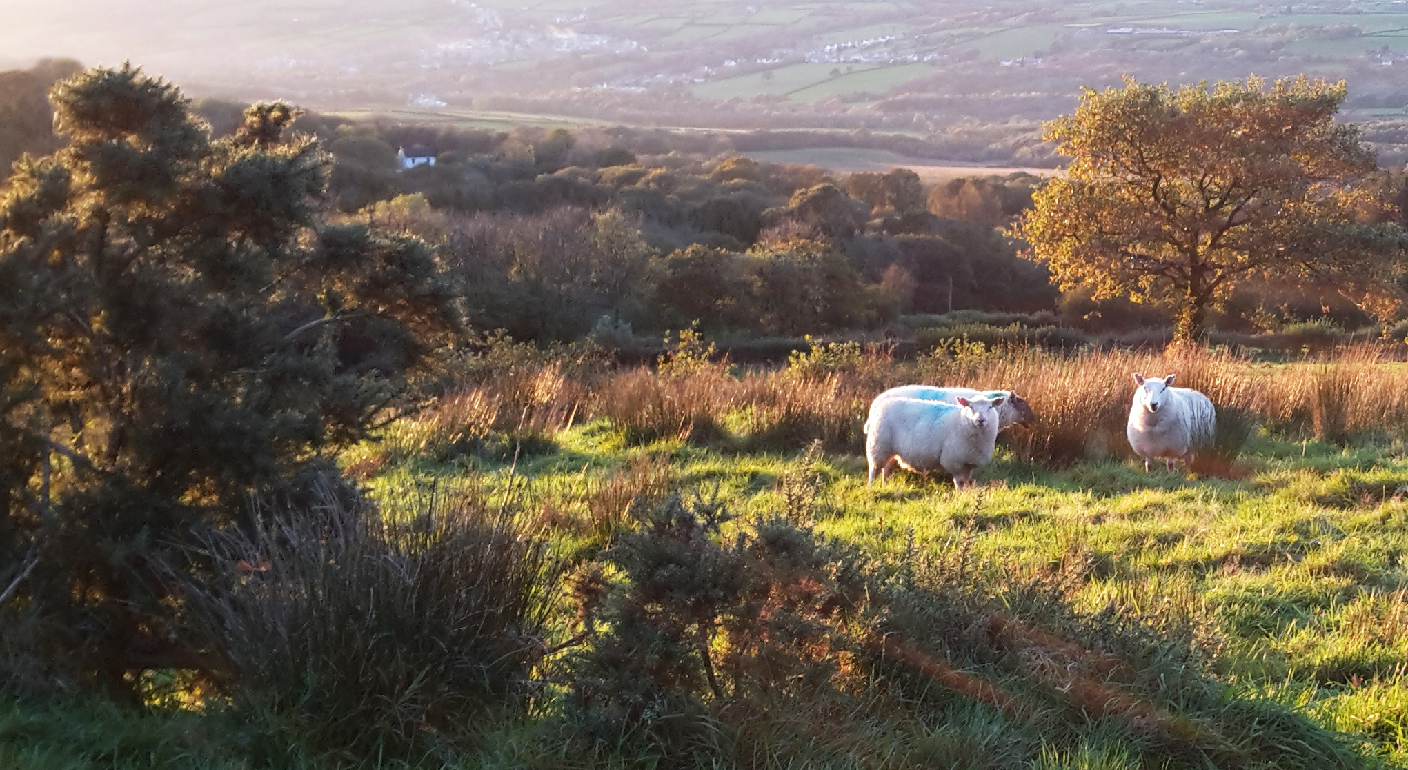 Sheep in the evening twilight at Upper Tumble, South Wales